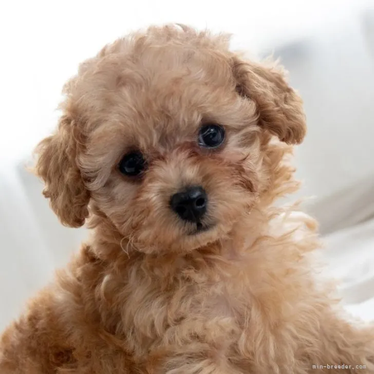 ID:2309-06226の子犬
