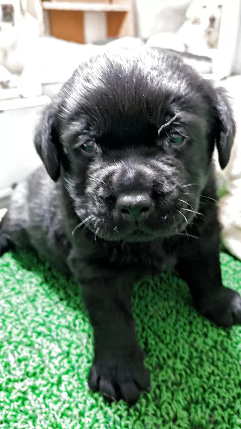 ラブラドールレトリバー【千葉県・男の子・2025年11月8日・ブラック】の写真1