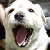 ラブラドールレトリバー