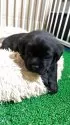 ラブラドールレトリバー【千葉県・男の子・2025年11月8日・ブラック】の写真4