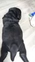 ラブラドールレトリバー【千葉県・男の子・2025年11月8日・ブラック】の写真5