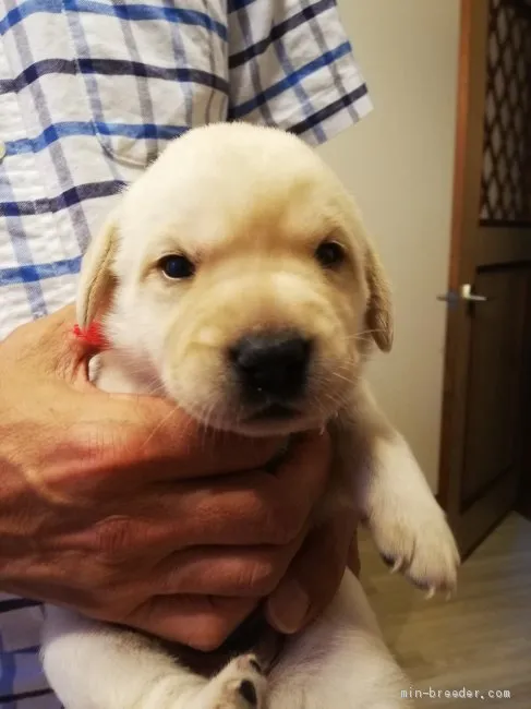 C.C 様のお迎えした子犬