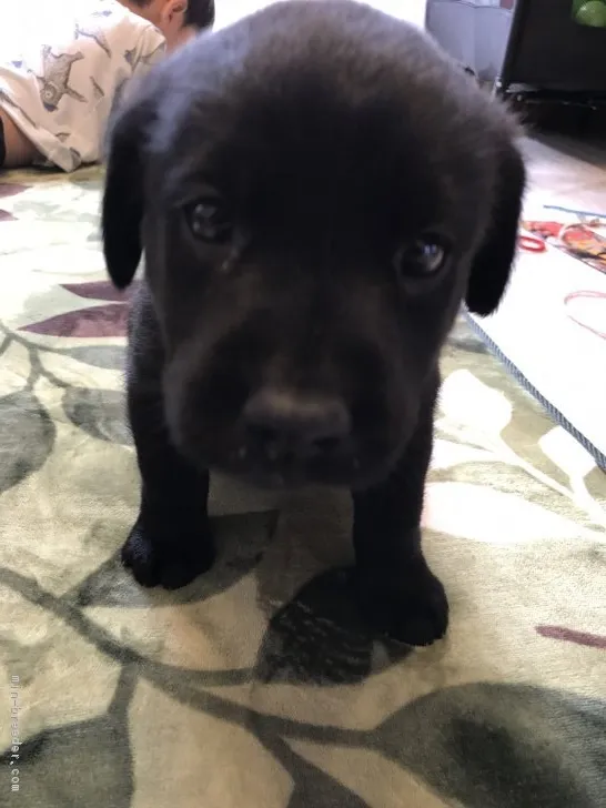 Y 様のお迎えした子犬