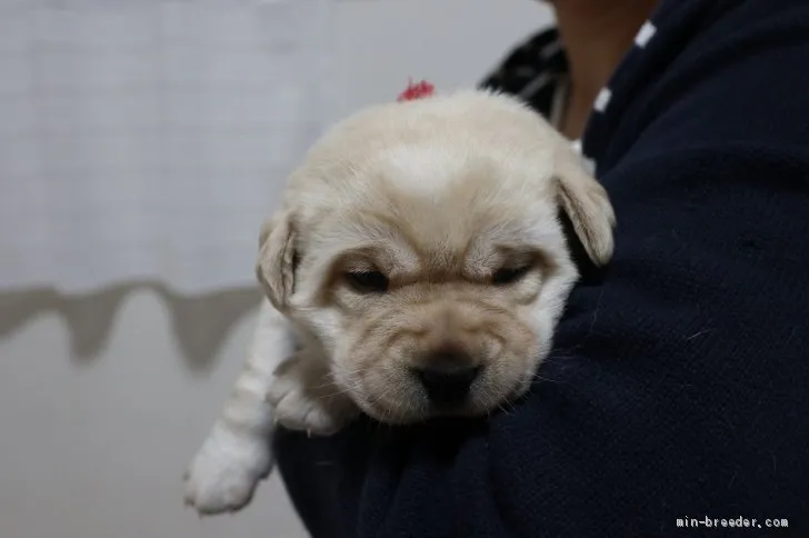 ID：2104-02769の子犬