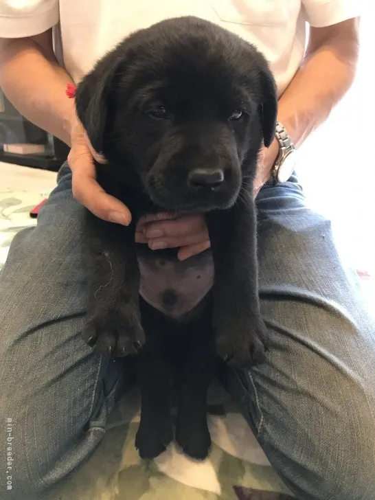 くまぞう 様のお迎えした子犬