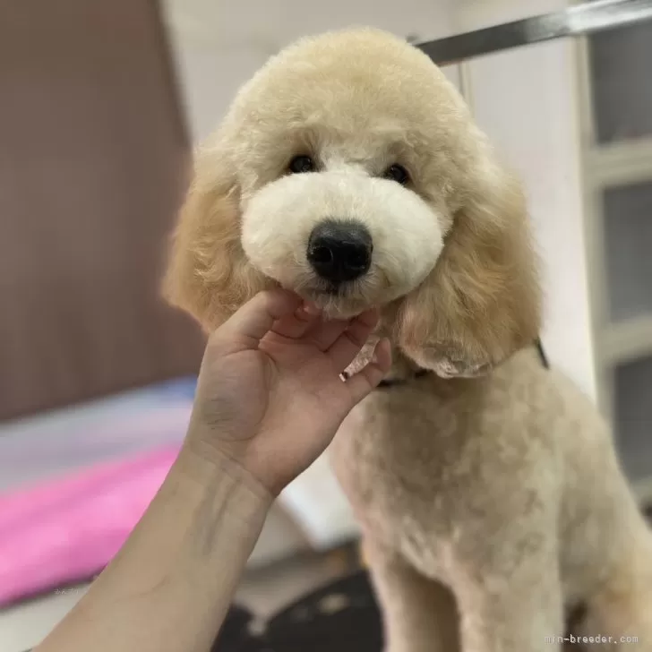 ID：2410-05806の子犬
