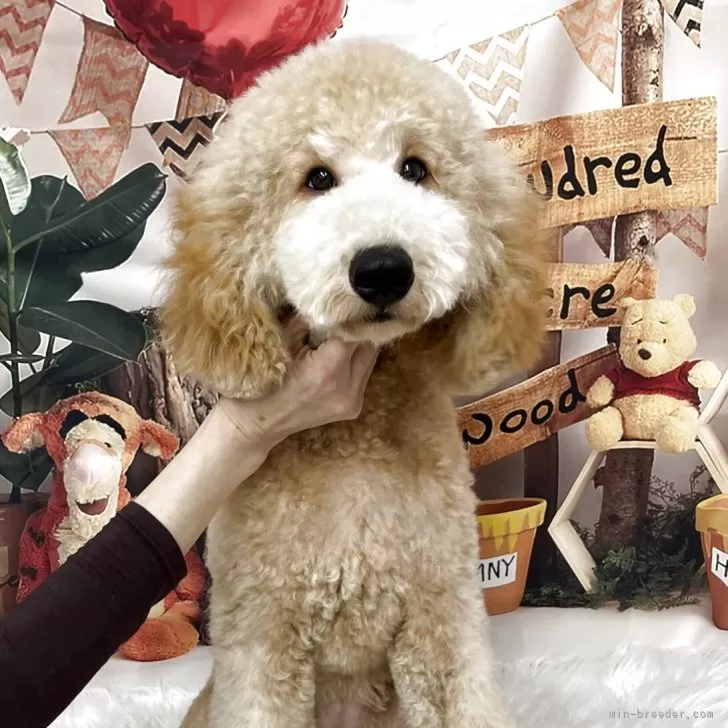 ID：2409-07057の子犬