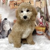 ミディアムプードル