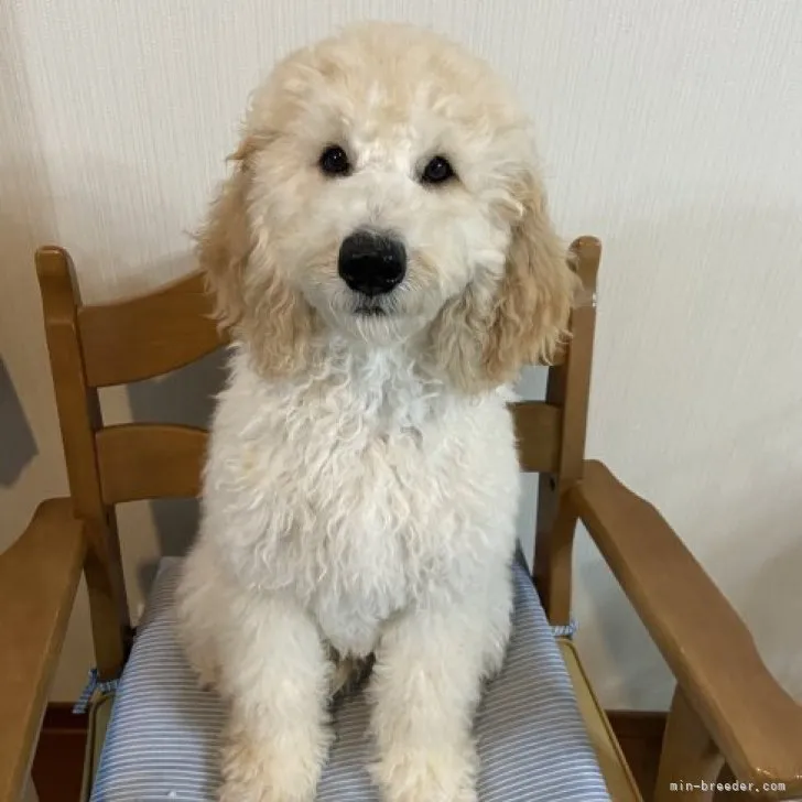 Y.O 様のお迎えした子犬