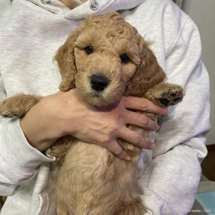 ID：2212-02145の子犬