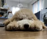 ミディアムプードル【鹿児島県・男の子・2024年1月16日・オレンジフォーン】の写真3