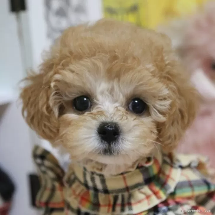 ID:2411-02934の子犬