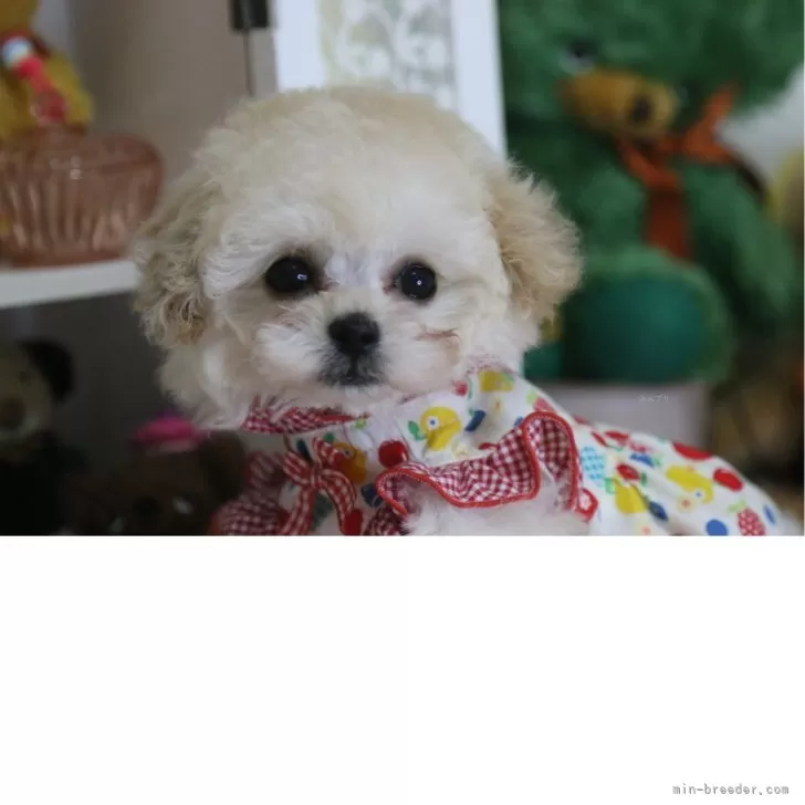 まさまさ 様のお迎えした子犬