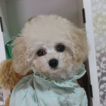 トイプードル(タイニー)【広島県・女の子・2025年6月20日・クリーム】の写真「くりくり❤️」