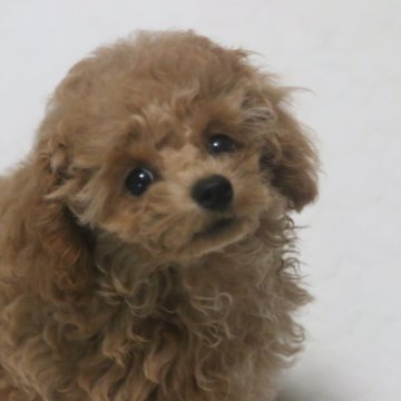 トイプードル(タイニー)【広島県・女の子・2025年6月20日・オレンジフォーン】の写真「ドアーフちゃん」