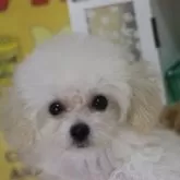 ティーカッププードル