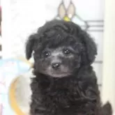 トイプードル(トイ)