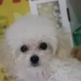 ティーカッププードル