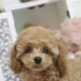 タイニープードル