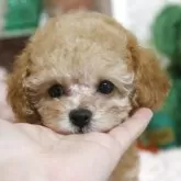 タイニープードル