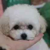 ティーカッププードル