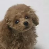 タイニープードル