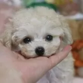 ティーカッププードル