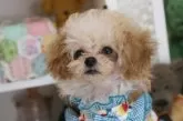ティーカッププードル【広島県・男の子・2024年12月6日・薄めアプリコット】の写真2