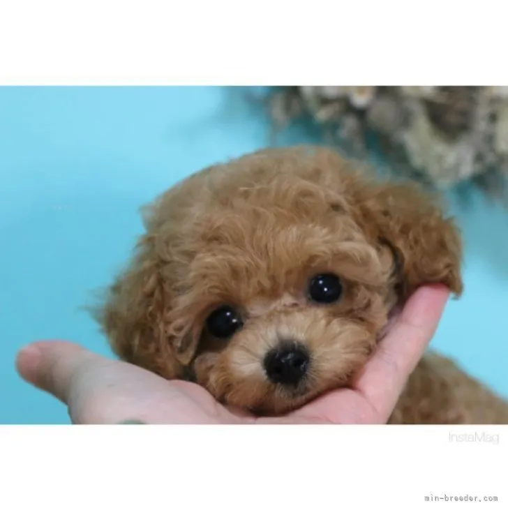 ID:2309-04222の子犬