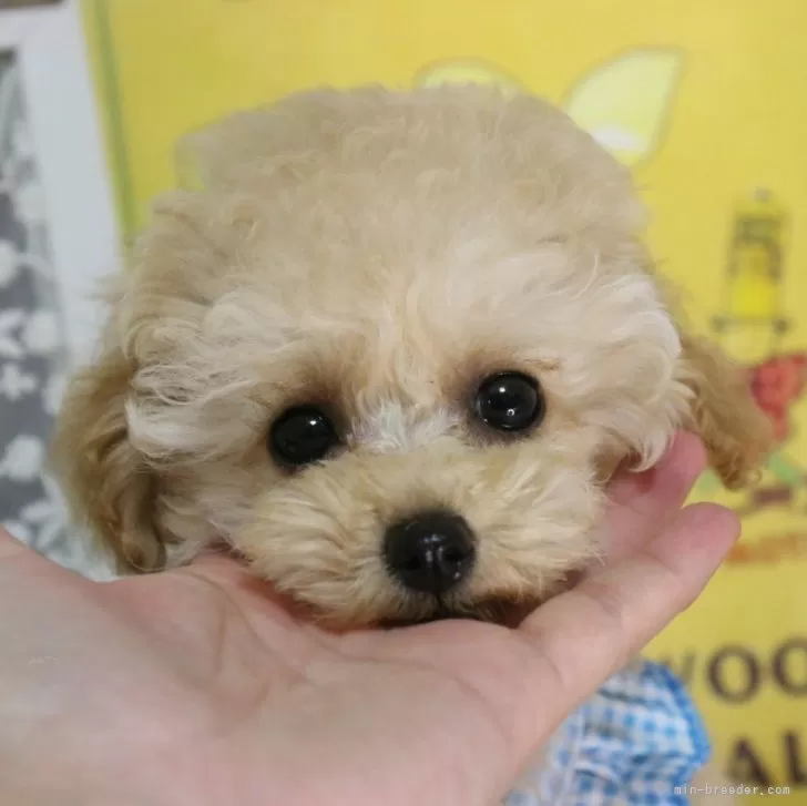 ID:2404-00500の子犬
