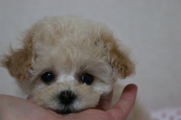 トイプードル(ティーカップ)【広島県・女の子・2021年9月5日・クリーム】の写真「マイクロ予想のお顔のカワイイ女の子」