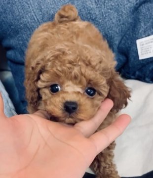 トイプードル(タイニー)【広島県・男の子・2020年2月9日・レッド】の写真「元気なボク」