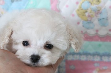 トイプードル(ティーカップ)【広島県・男の子・2020年9月13日・クリーム】の写真「元気もりもり極小くん」