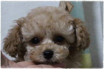 トイプードル(タイニー)【広島県・男の子・2019年9月21日・アプリコット】の写真「おめめクリクリ男の子」