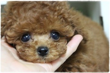 トイプードル(ティーカップ)【広島県・男の子・2019年12月11日・レッド】の写真「コロッコロの男の子」