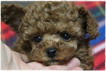 トイプードル(ティーカップ)【広島県・女の子・2019年10月24日・レッド】の写真「めーーーっちゃかわゆい女の子」