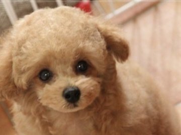 トイプードル(トイ)【広島県・男の子・2019年7月10日・アプリコット】の写真「おっとりした男の子♪」