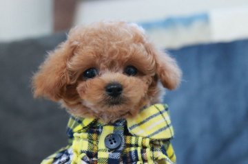 トイプードル(タイニー)【広島県・男の子・2021年6月6日・レッド】の写真「かわいいお顔です」