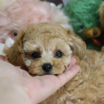 トイプードル(タイニー)【広島県・男の子・2024年8月17日・アプリコット】の写真「甘えん坊くん」