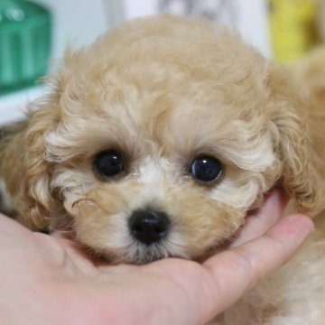 トイプードル(タイニー)【広島県・男の子・2024年8月17日・アプリコット】の写真「きらきらおめめ」