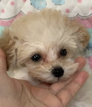 トイプードル(ティーカップ)【広島県・男の子・2020年9月13日・クリーム】の写真「元気いっぱいな男の子」