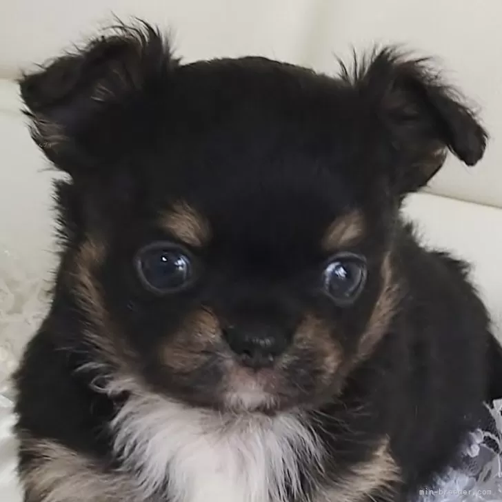ID:2403-03961の子犬