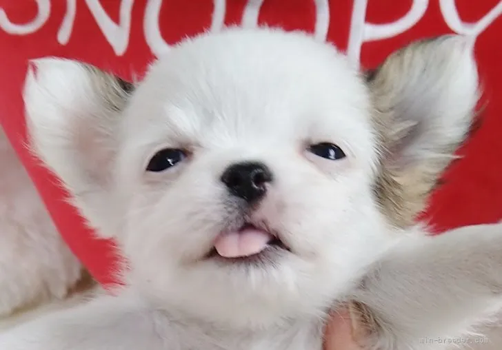 ID:2202-00942の子犬