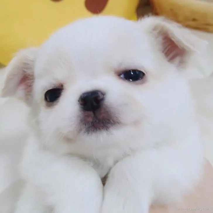 ID:2212-02361の子犬