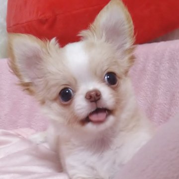 チワワ(ロング)【大阪府・男の子・2024年6月14日・クリーム&ホワイト】の写真「人懐っこいかわいい子です♪」