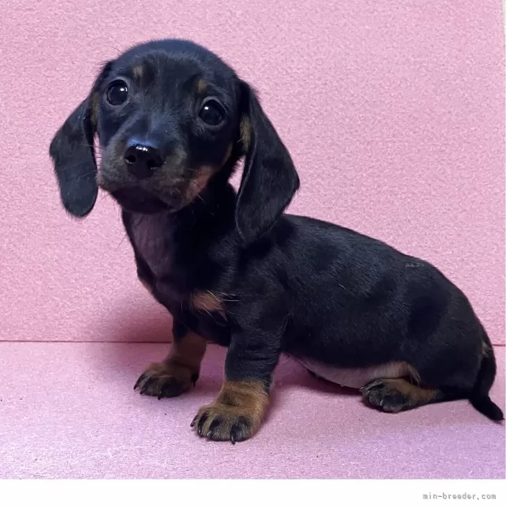 もも 様のお迎えした子犬