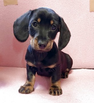 カニンヘンダックスフンド(スムース)【東京都・男の子・2025年11月8日・ブラック&タン】の写真「⭐︎親犬PRA検査済⭐︎甘えん坊で賢い男の子⭐︎」