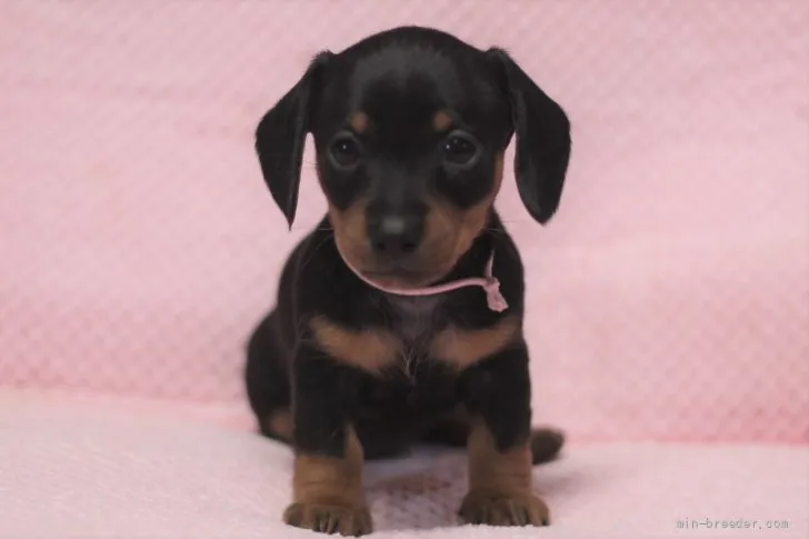 ID:2110-04037の子犬