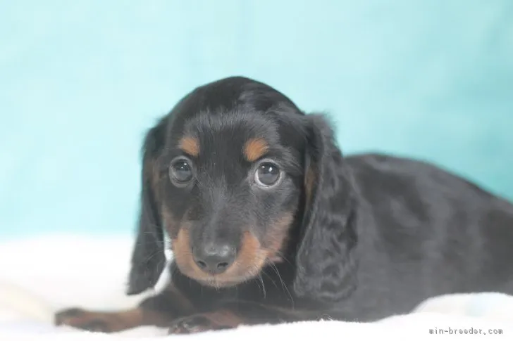 ID:1704-01619の子犬