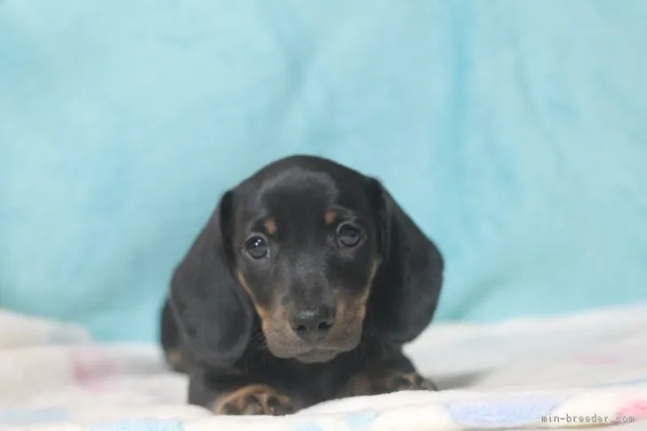 ID:1704-02302の子犬